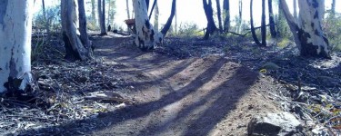 Single track at Bruce Ridge after a makeover from the FoBR crew. Image FoBR 2013